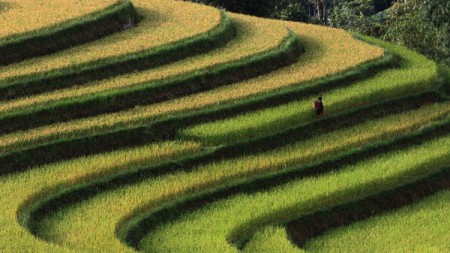 Plantações de Arroz em Alternância no Vale Bắc Sơn (Vietnã)”, por Hai Thinh Hoang. A foto foi tirada a partir de uma montanha a uma altitude de 617 metros, que Hoang levou duas horas para escalar