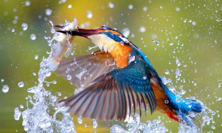 A foto foi tirada na reserva de Szutsao, em Taiwan. O fotógrafo conseguiu pegar o momento exato em que o mergulhão saía da água com sua presa.